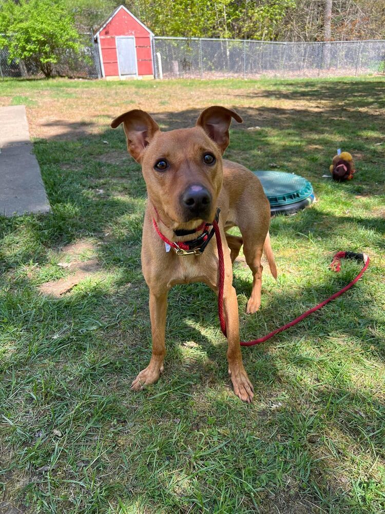 Paxton, an adoptable Labrador Retriever in Dover, NH, 03820 | Photo Image 1