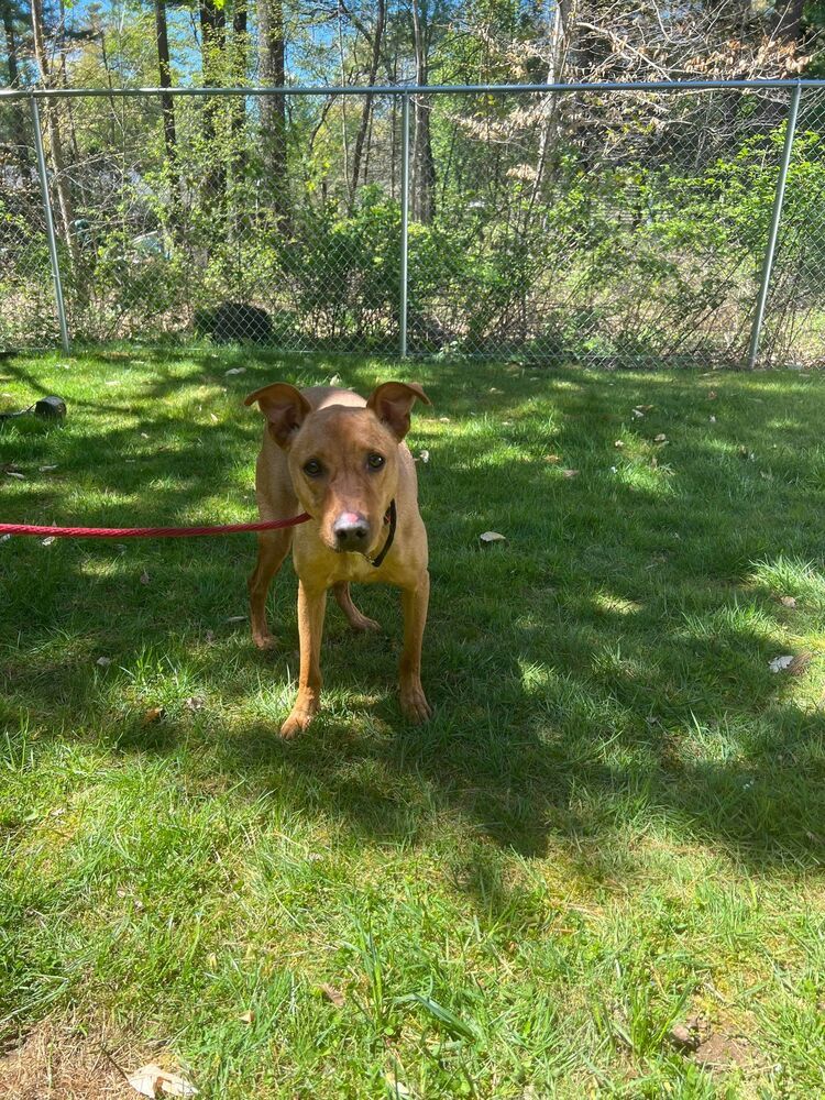 Paxton, an adoptable Labrador Retriever in Dover, NH, 03820 | Photo Image 5