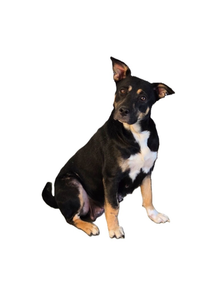 Izzy, an adoptable American Staffordshire Terrier, Chow Chow in Junction, TX, 76849 | Photo Image 1