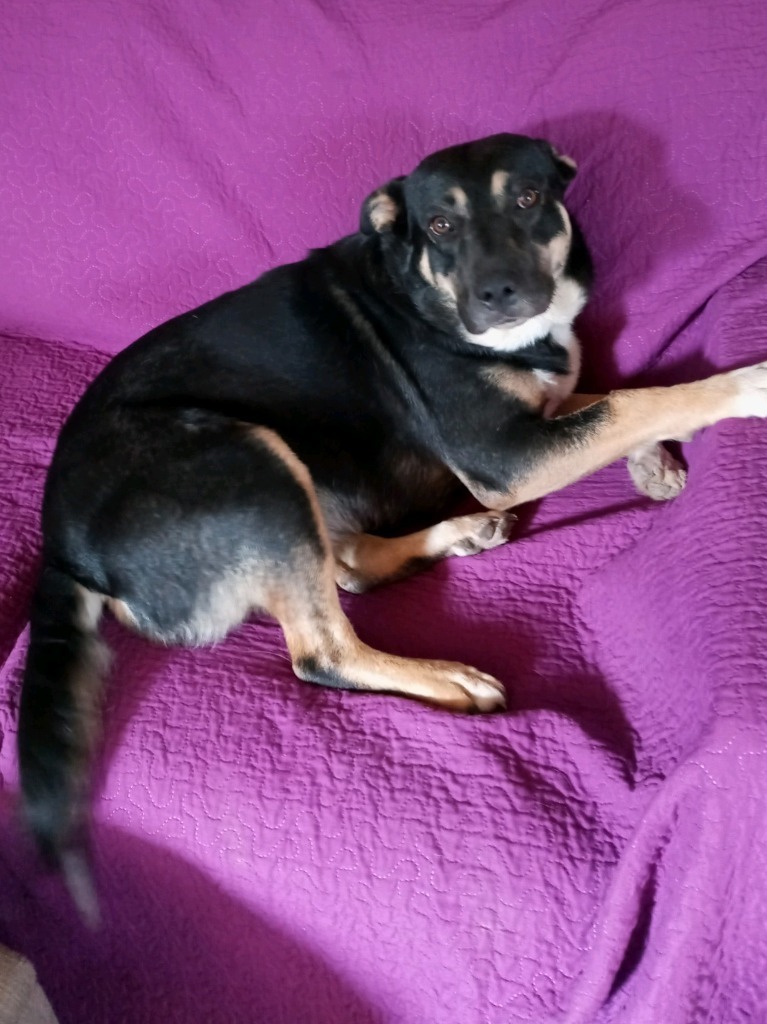 Izzy, an adoptable American Staffordshire Terrier, Chow Chow in Junction, TX, 76849 | Photo Image 1