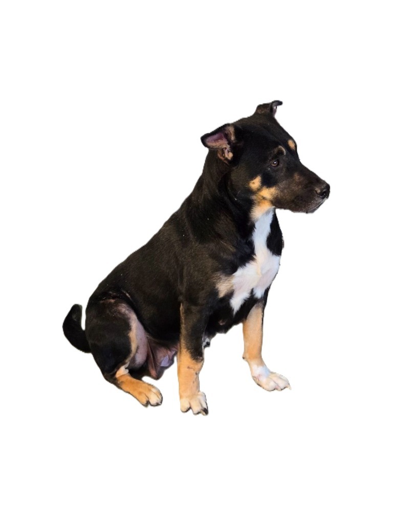 Izzy, an adoptable American Staffordshire Terrier, Chow Chow in Junction, TX, 76849 | Photo Image 2