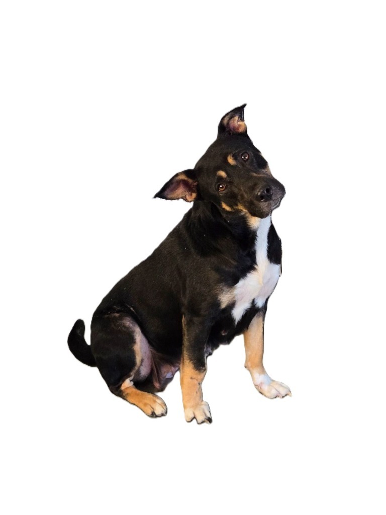 Izzy, an adoptable American Staffordshire Terrier, Chow Chow in Junction, TX, 76849 | Photo Image 3