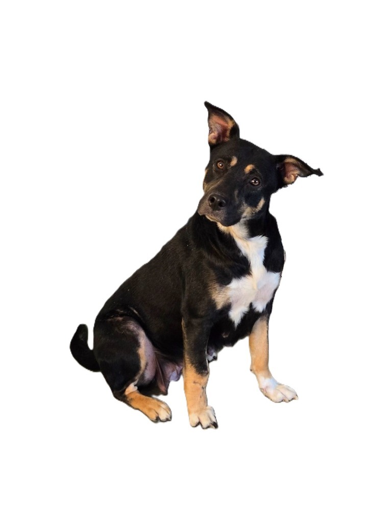 Izzy, an adoptable American Staffordshire Terrier, Chow Chow in Junction, TX, 76849 | Photo Image 4