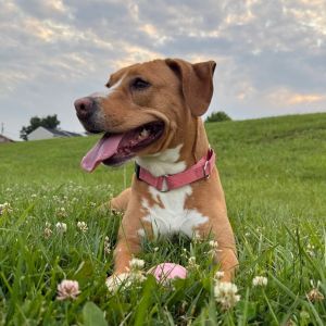 Bingo, Adult Female Beagle