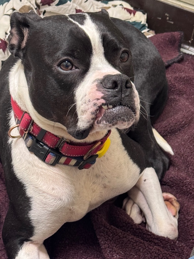 Zeus, an adoptable Boxer in Crandon, WI, 54520 | Photo Image 1