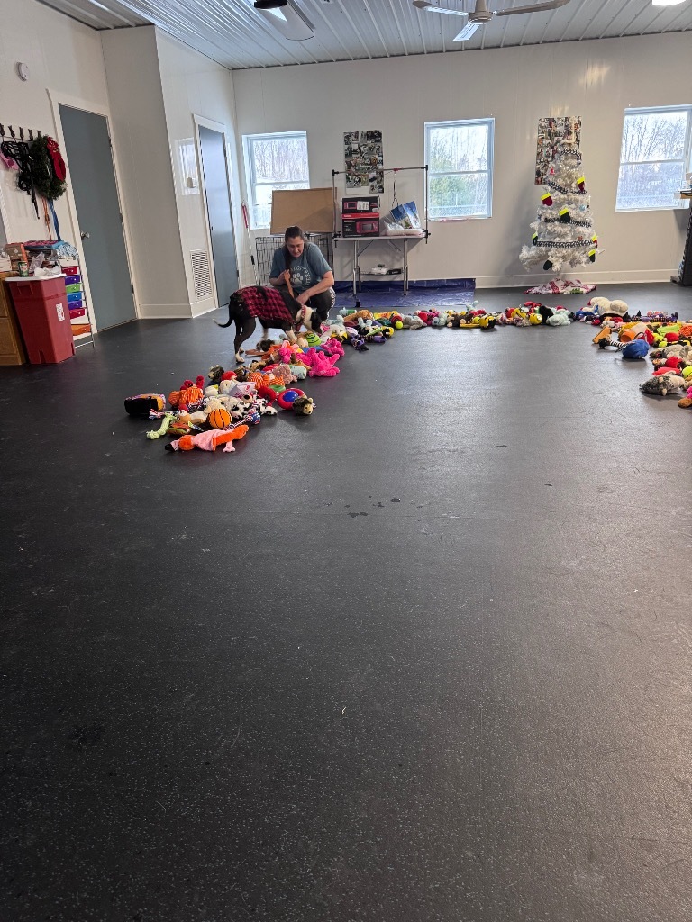 Zeus, an adoptable Boxer in Crandon, WI, 54520 | Photo Image 3