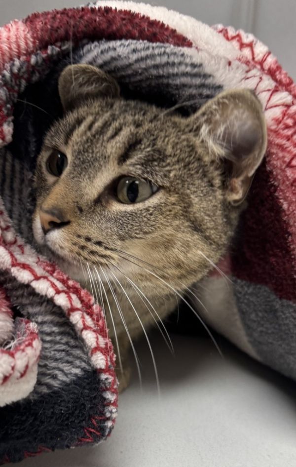 Sweet Pea thumbnail 2