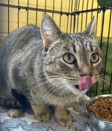 Sweet Pea thumbnail 6