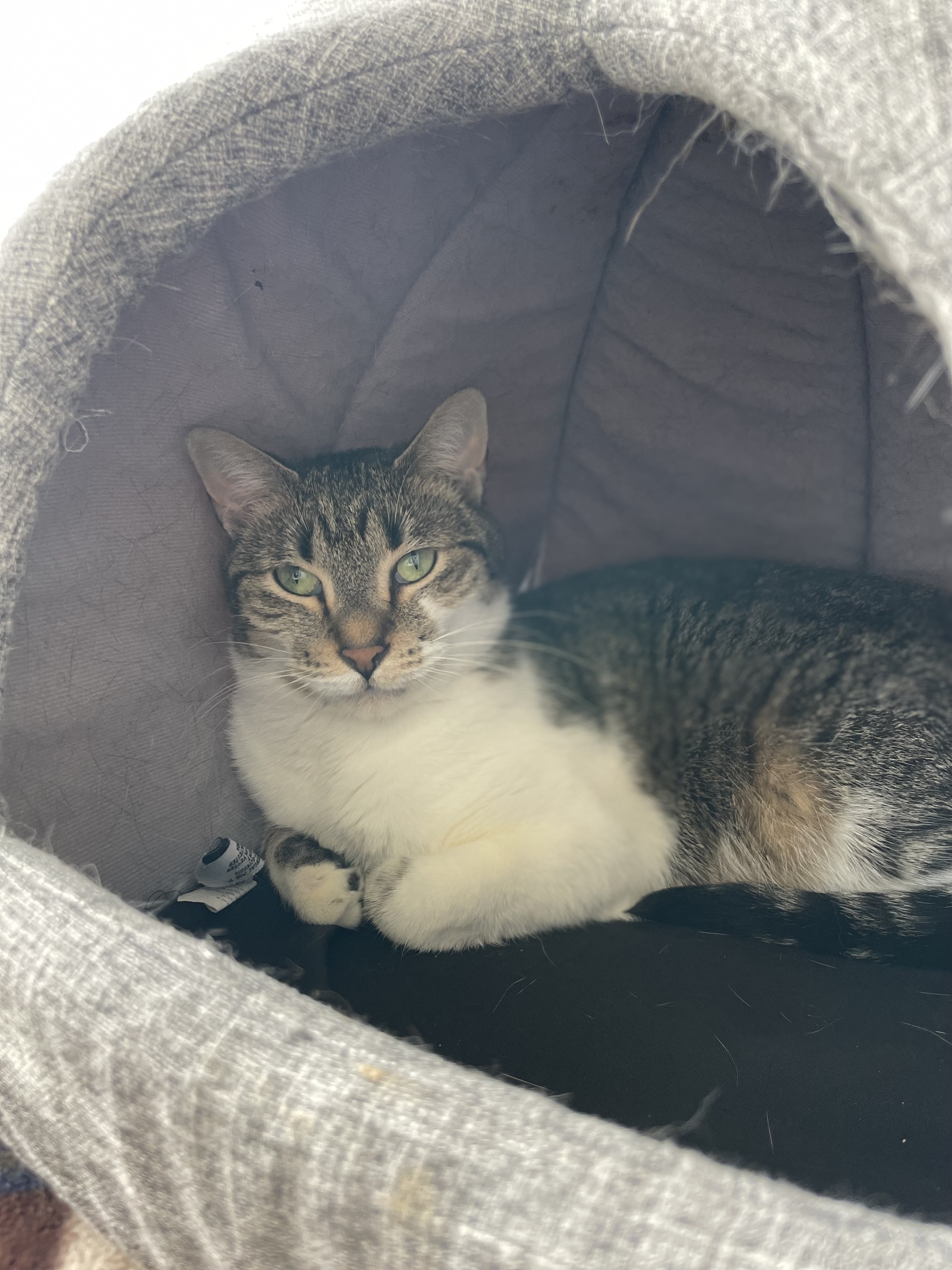 Miko, an adoptable Domestic Short Hair in Lakewood, CO, 80215 | Photo Image 1