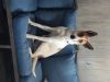 Rascal photo 1