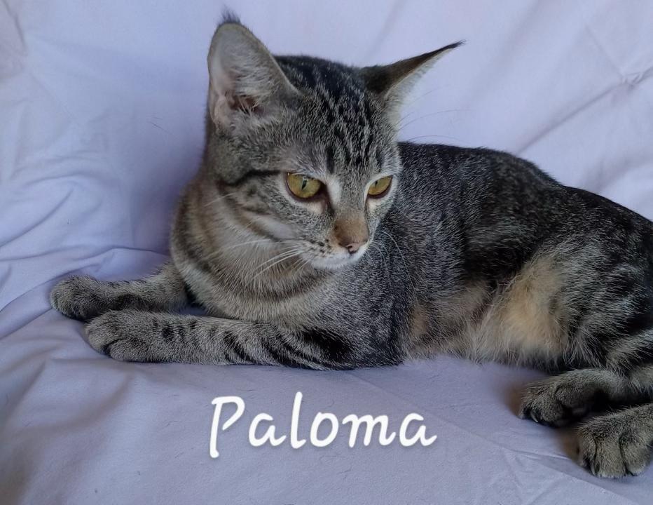 Paloma