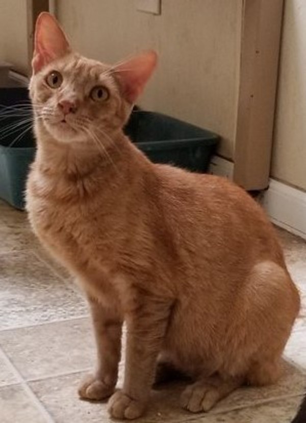 Adam