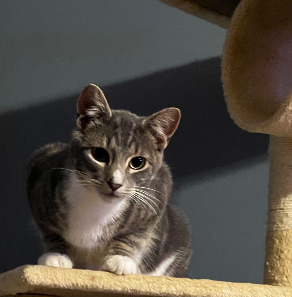 Brendan, an adoptable Domestic Short Hair in Gorham, ME, 04038 | Photo Image 1