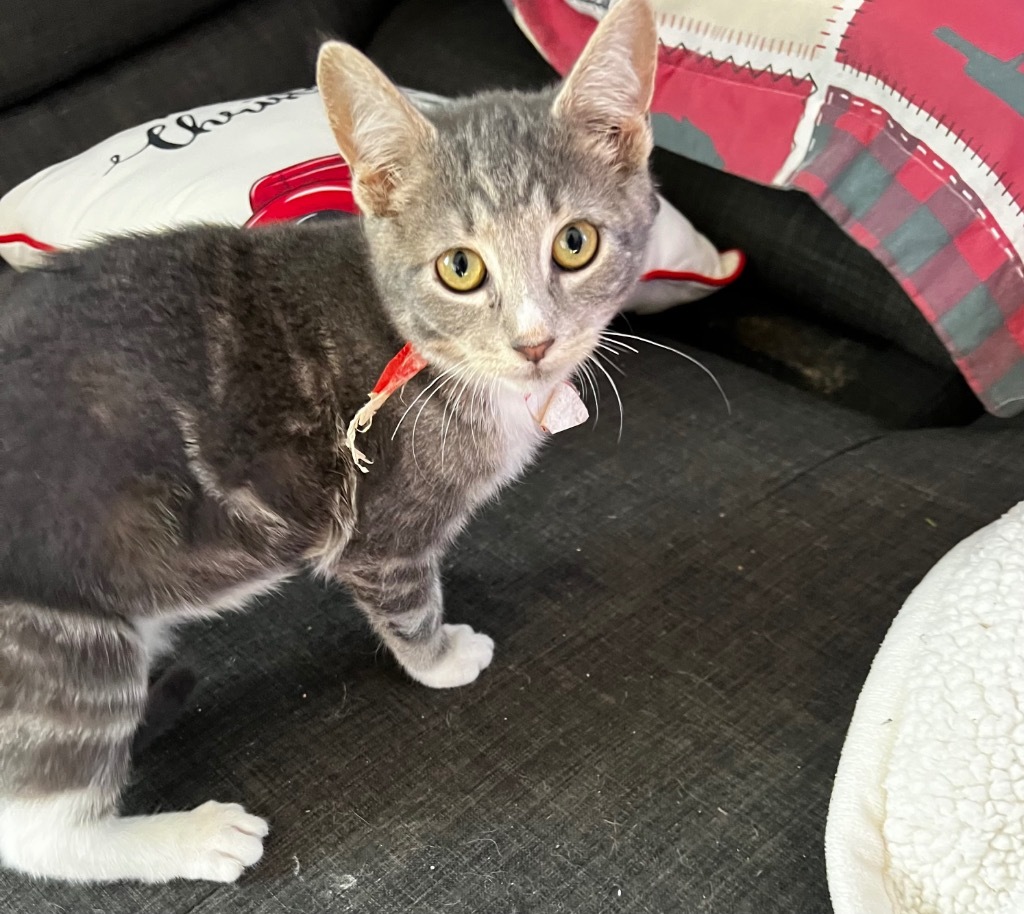 Brendan, an adoptable Domestic Short Hair in Gorham, ME, 04038 | Photo Image 2