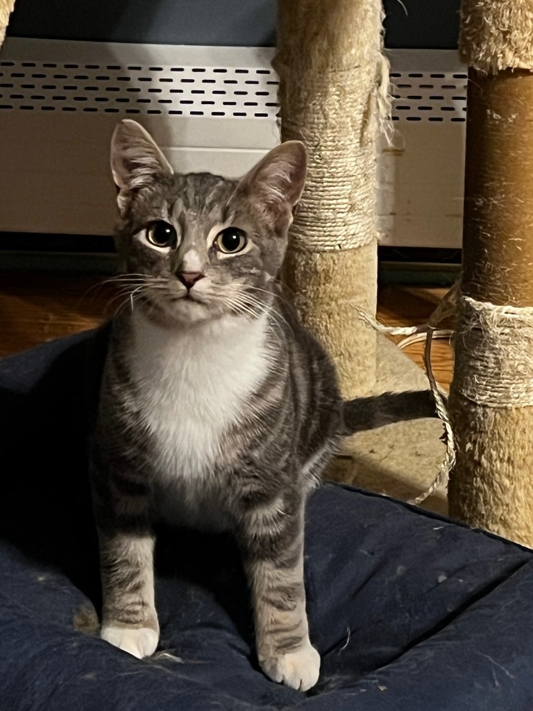 Brendan, an adoptable Domestic Short Hair in Gorham, ME, 04038 | Photo Image 6