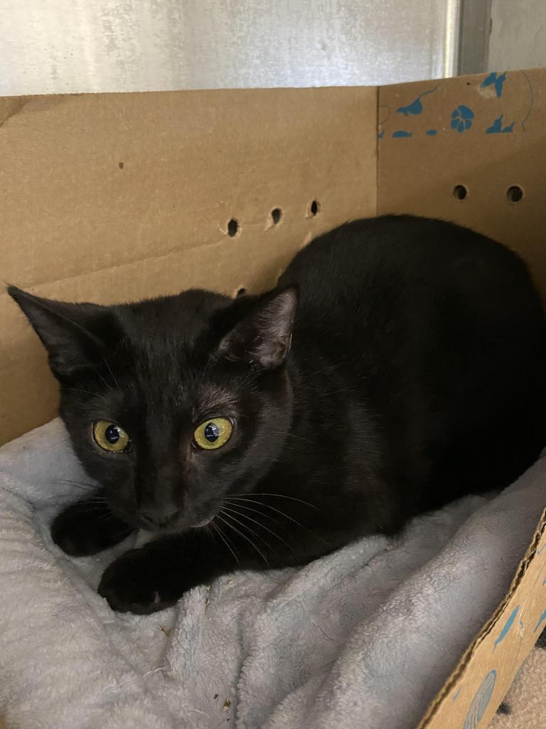 Akasha, an adoptable Domestic Short Hair in Hot Springs, AR, 71901 | Photo Image 1