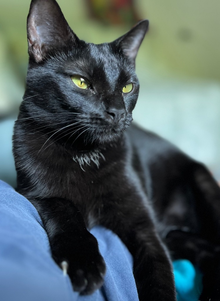 Akasha, an adoptable Domestic Short Hair in Hot Springs, AR, 71901 | Photo Image 1