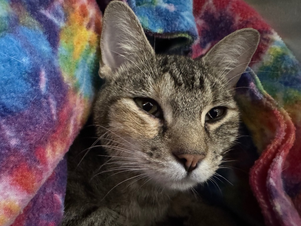 Selene, an adoptable Domestic Short Hair in Hot Springs, AR, 71901 | Photo Image 1