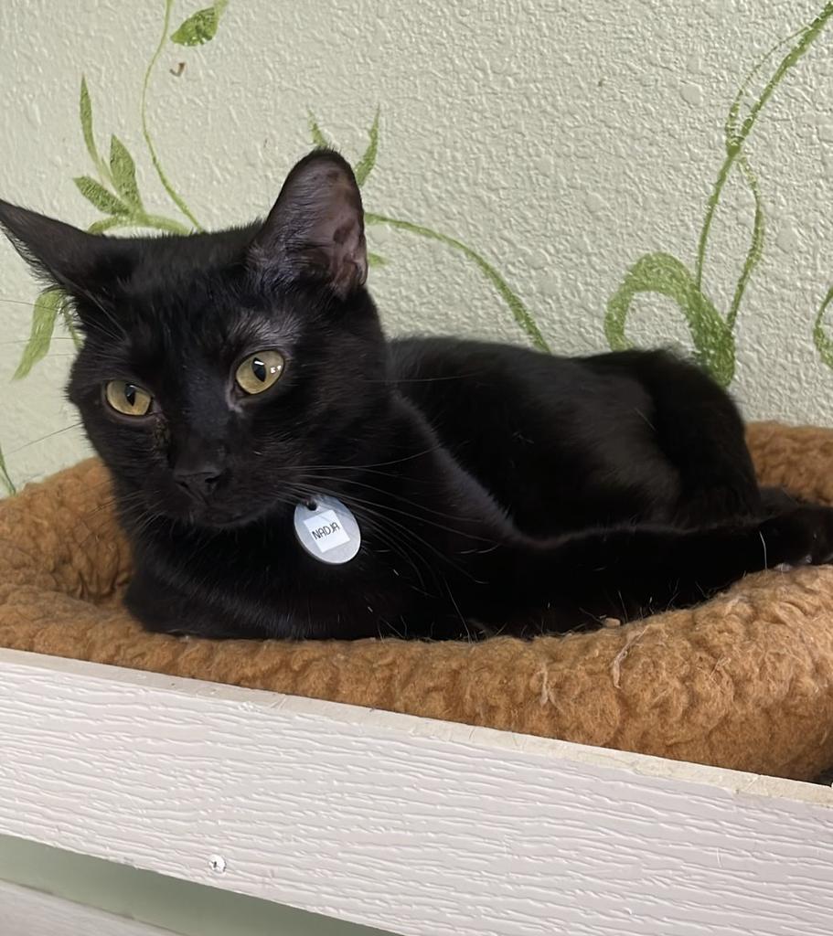 Nadja, an adoptable Domestic Short Hair in Hot Springs, AR, 71901 | Photo Image 1