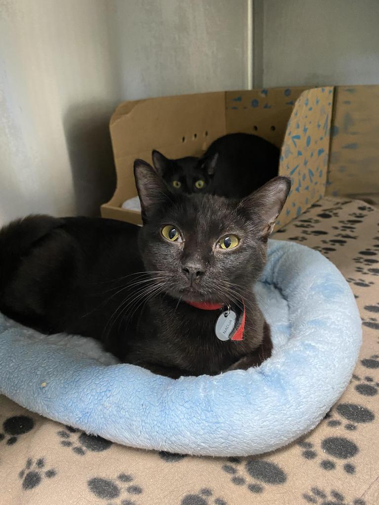 Nadja, an adoptable Domestic Short Hair in Hot Springs, AR, 71901 | Photo Image 2