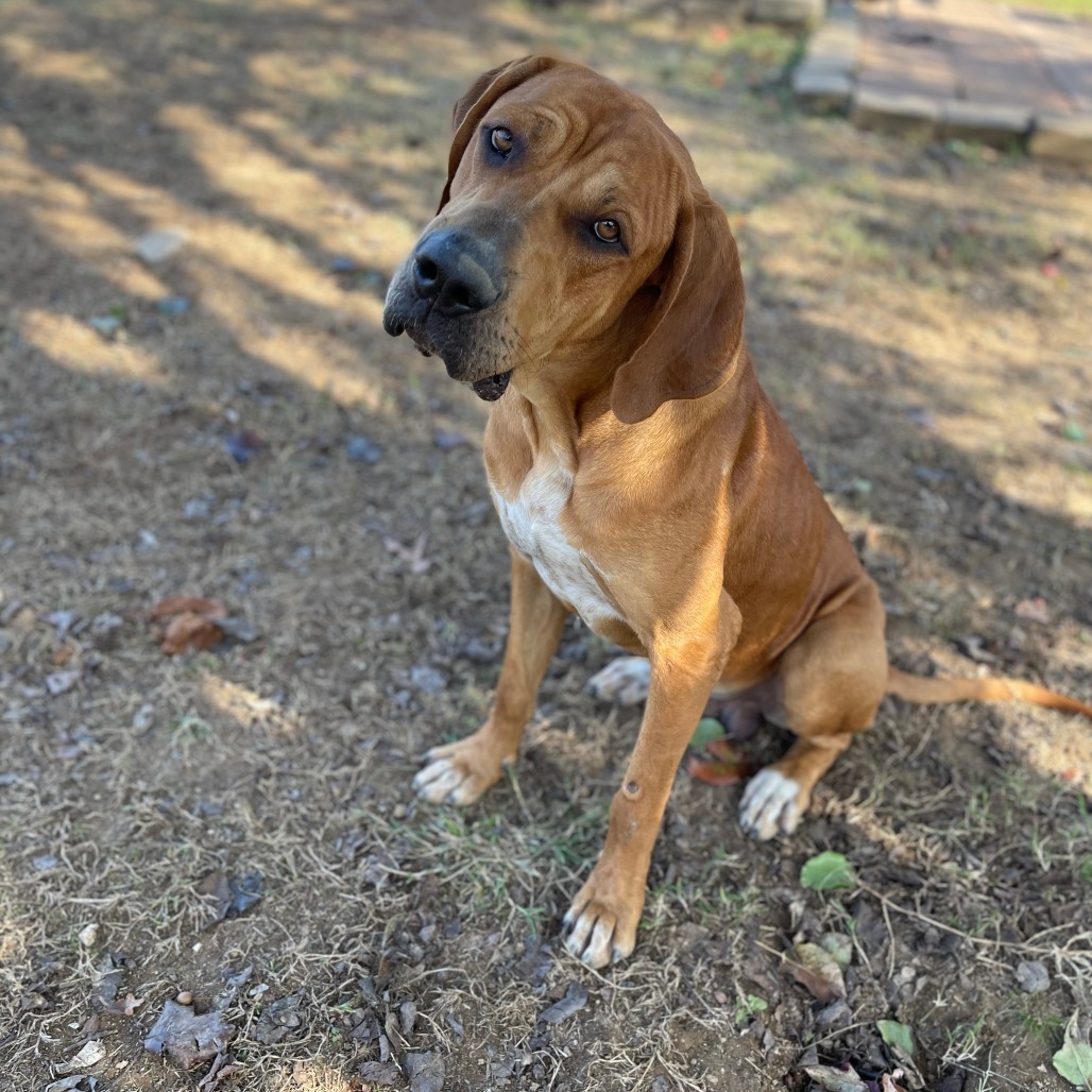 Elvis, an adoptable Bloodhound in Little Rock, AR, 72223 | Photo Image 1