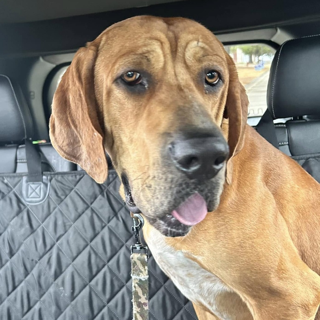 Elvis, an adoptable Bloodhound in Little Rock, AR, 72223 | Photo Image 1