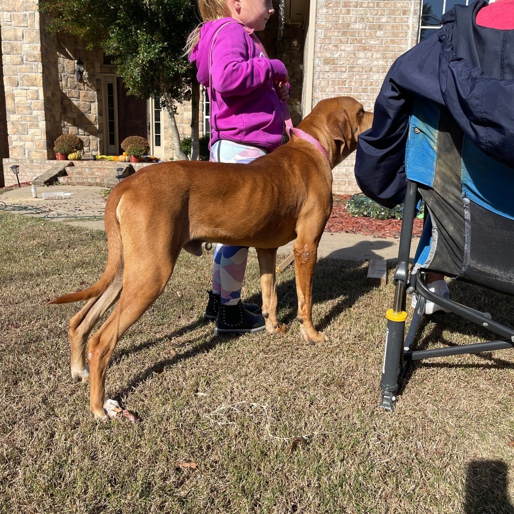 Elvis, an adoptable Bloodhound in Little Rock, AR, 72223 | Photo Image 4