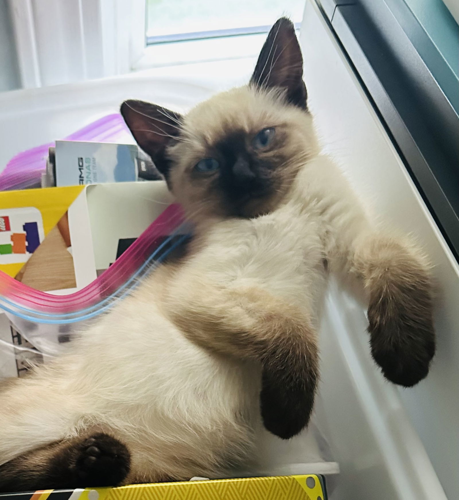 Flame, Ash and Ember, an adoptable Siamese, Ragdoll in Walnut Creek, CA, 94596 | Photo Image 1