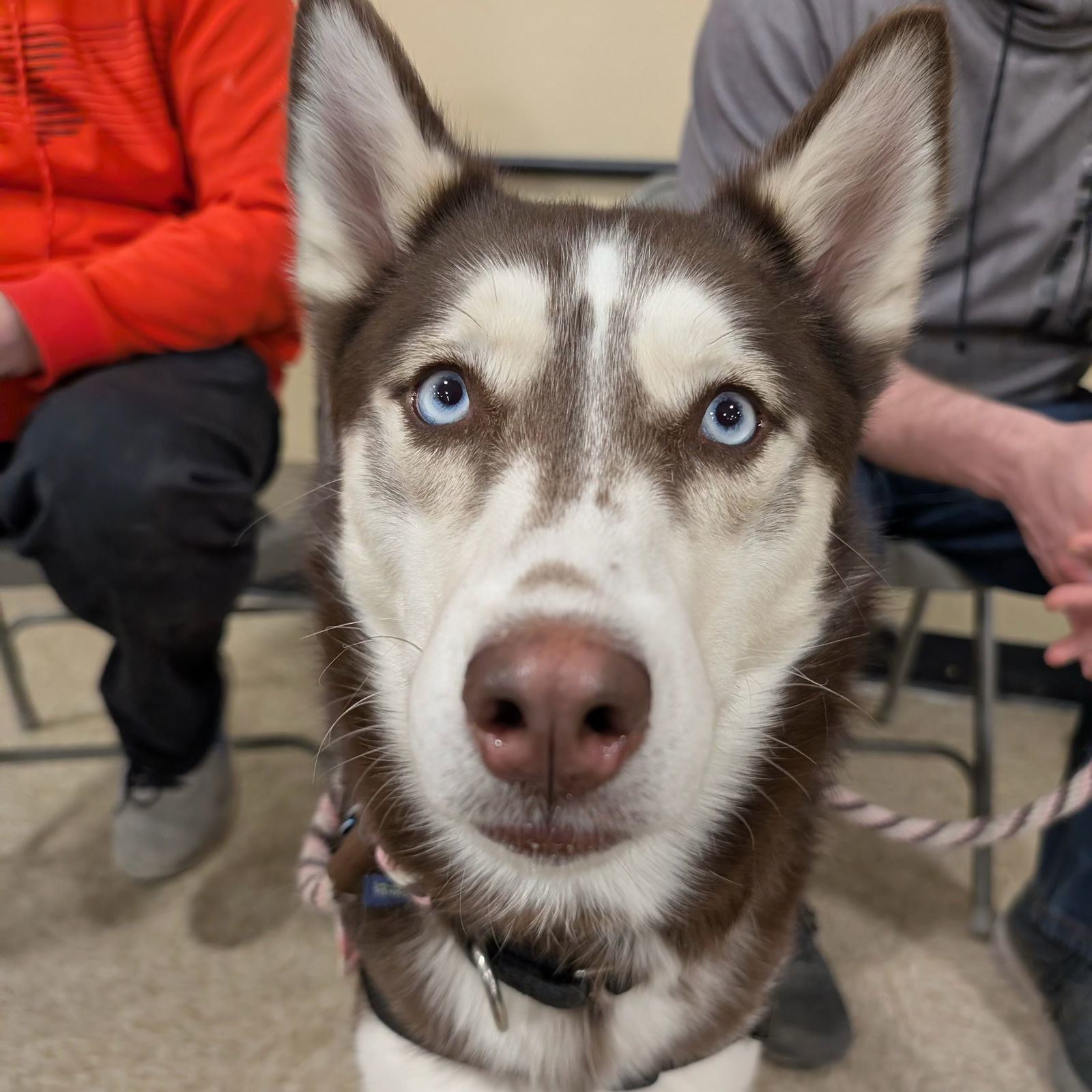 Zarah, an adoptable Husky in Fargo, ND, 58103 | Photo Image 1