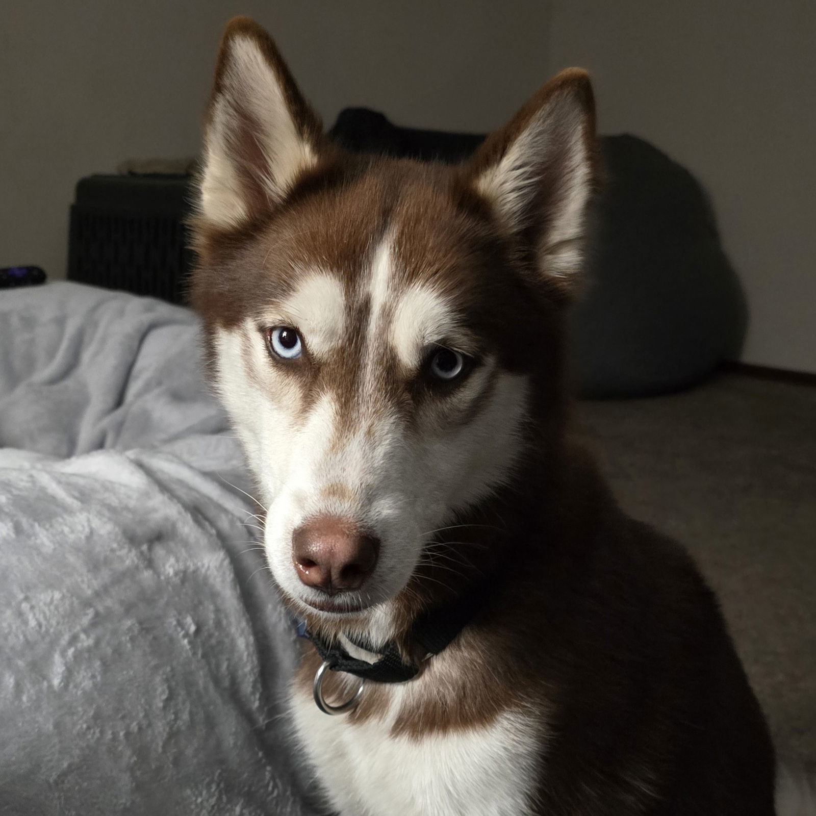 Zarah, an adoptable Husky in Fargo, ND, 58103 | Photo Image 2