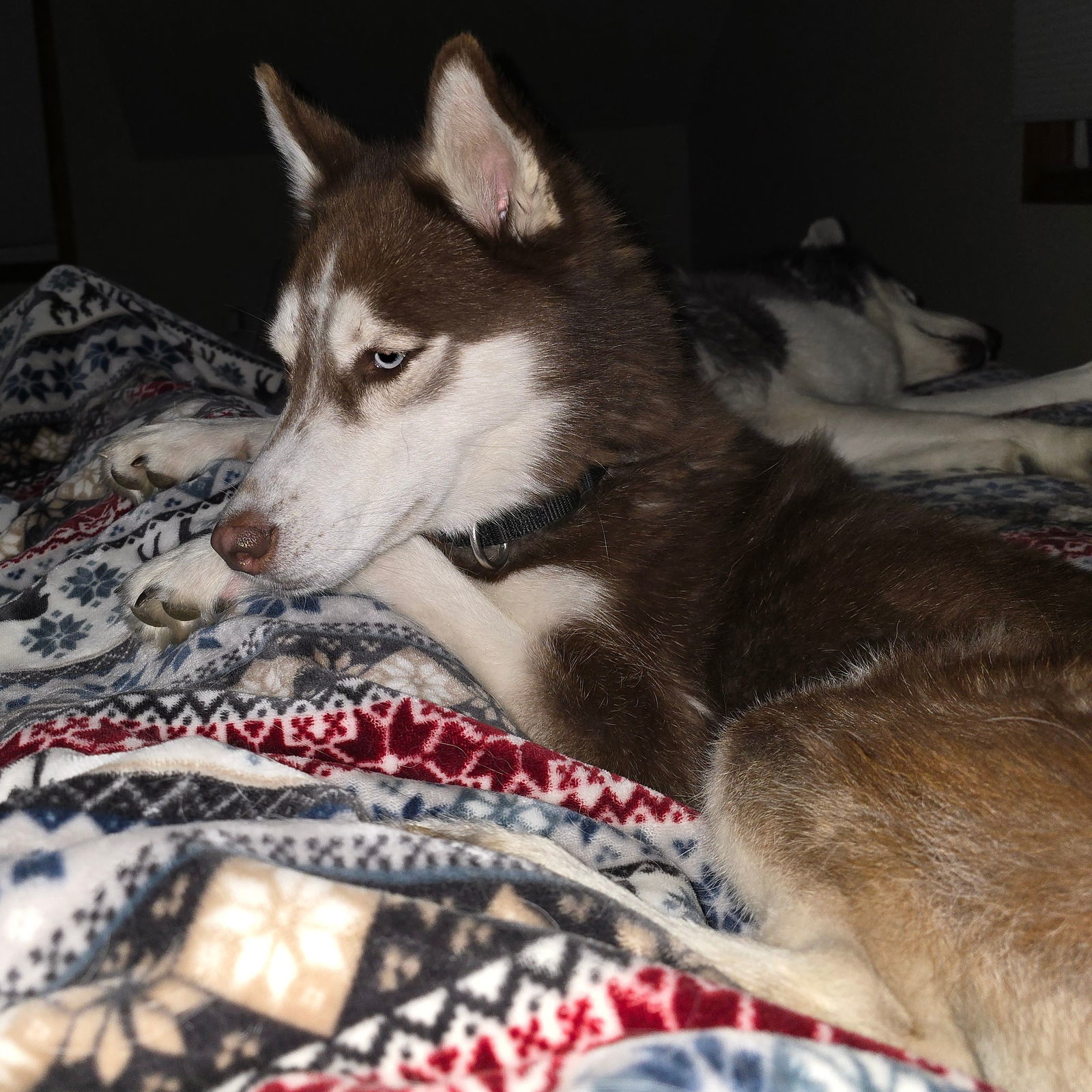 Zarah, an adoptable Husky in Fargo, ND, 58103 | Photo Image 3