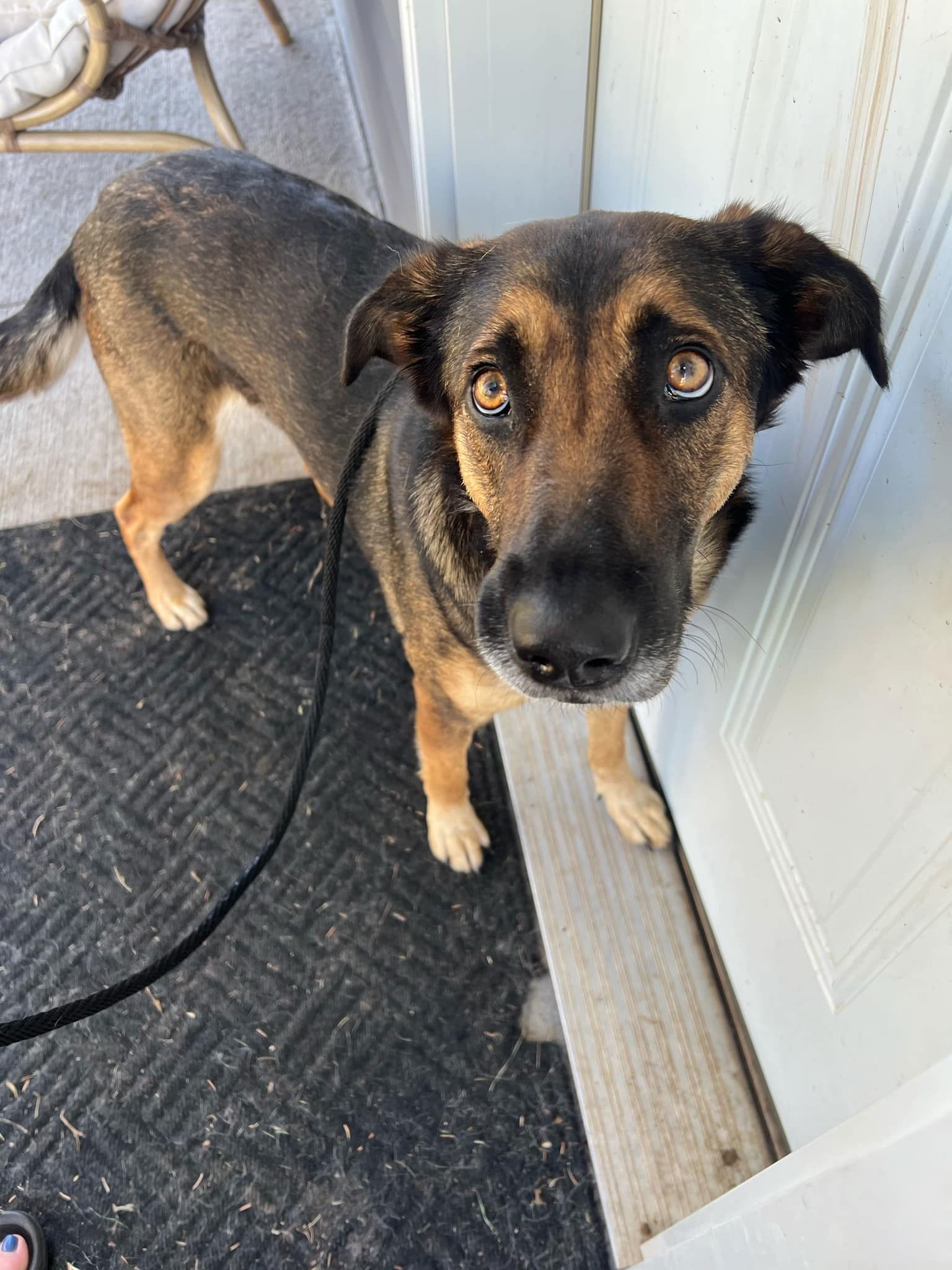 Lexi, an adoptable German Shepherd Dog in Duluth, MN, 55807 | Photo Image 1