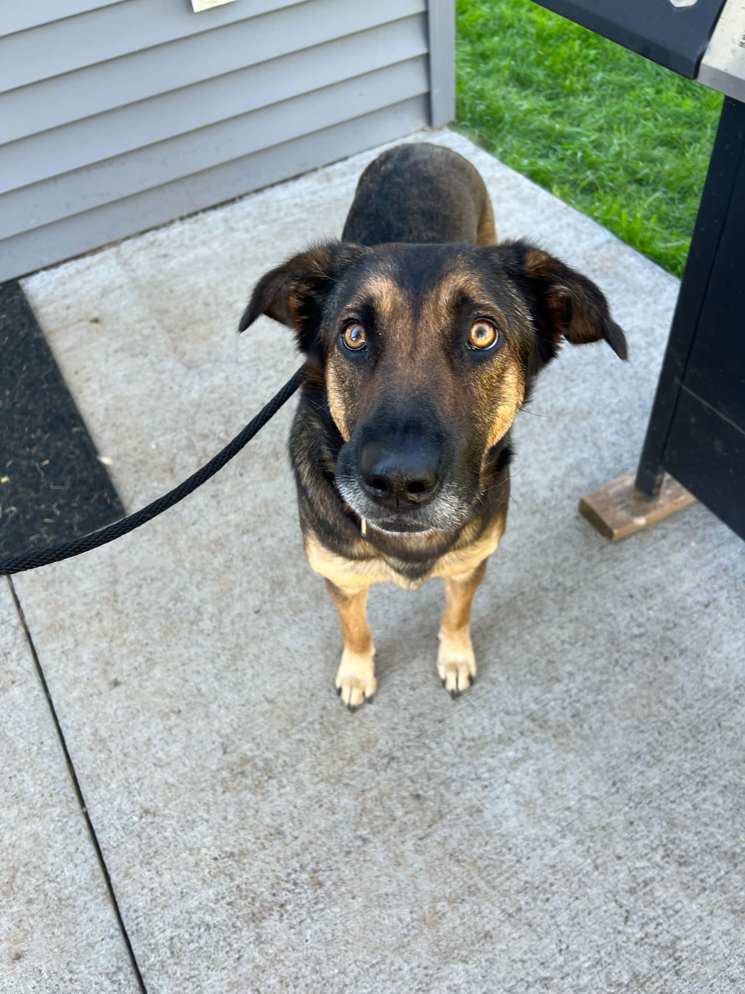 Lexi, an adoptable German Shepherd Dog in Duluth, MN, 55807 | Photo Image 2