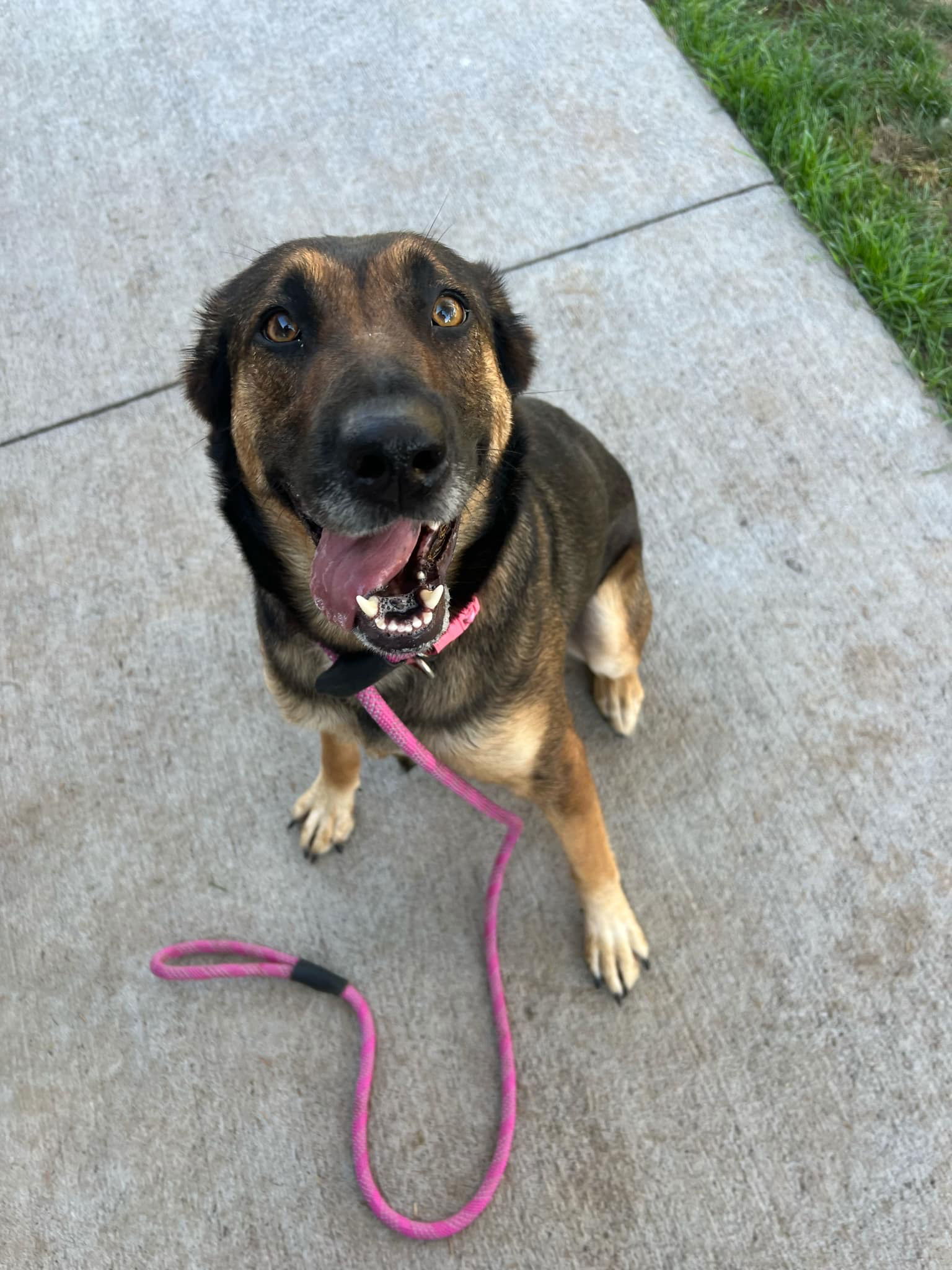 Lexi, an adoptable German Shepherd Dog in Duluth, MN, 55807 | Photo Image 3