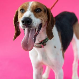 Chip, Adult Male Mixed Breed