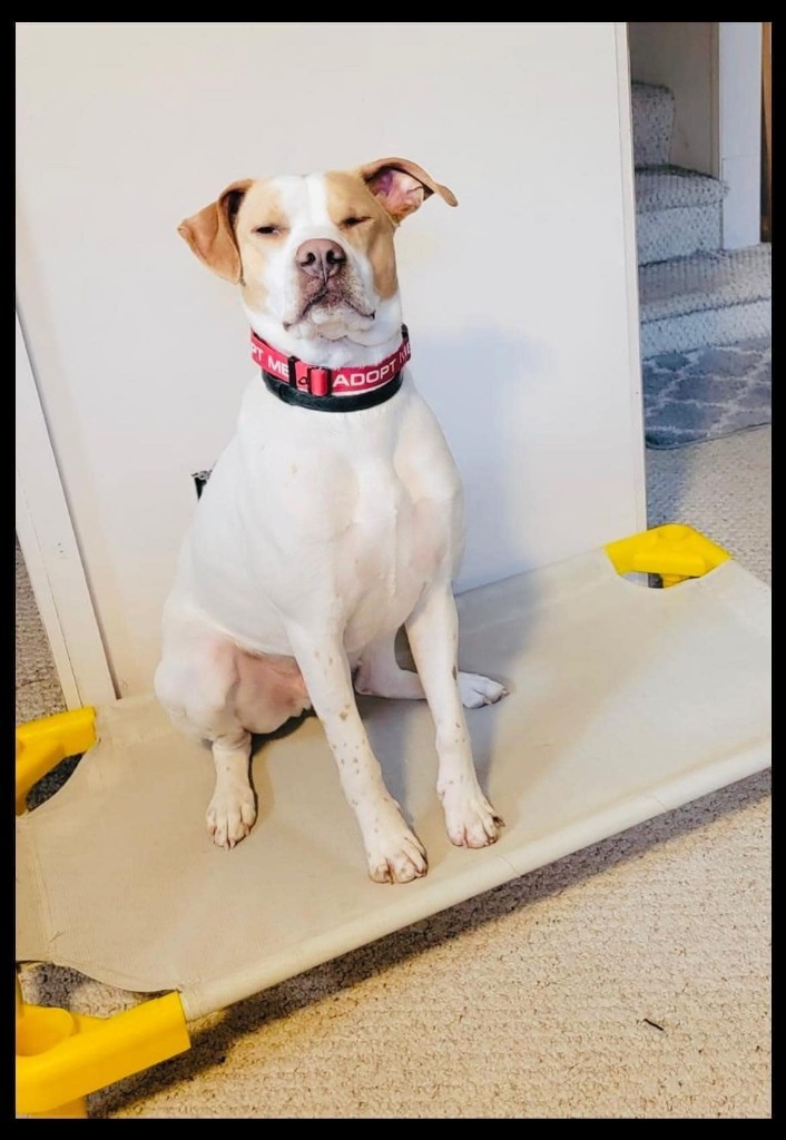 Henry, an adoptable Labrador Retriever, Mixed Breed in Cloquet, MN, 55720 | Photo Image 1