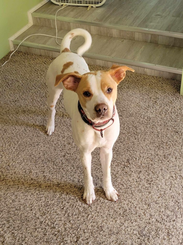 Henry, an adoptable Labrador Retriever, Mixed Breed in Cloquet, MN, 55720 | Photo Image 3