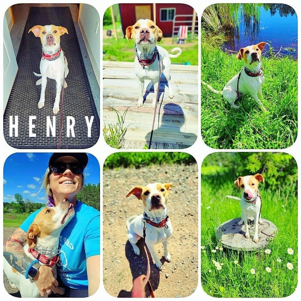 Henry, an adoptable Labrador Retriever, Mixed Breed in Cloquet, MN, 55720 | Photo Image 2