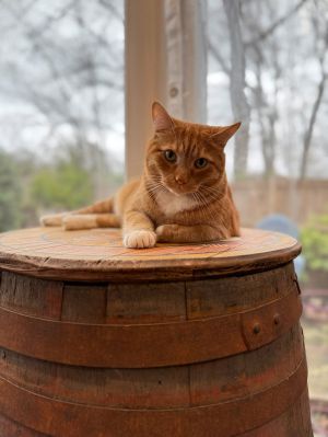 Trader Joe (IN FOSTER), Young Male Domestic Short Hair