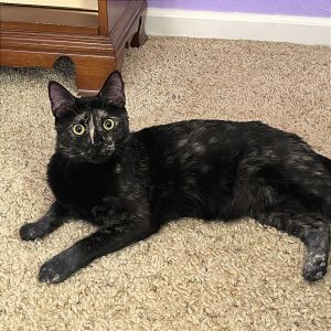 Whimsey Domestic Short Hair Cat