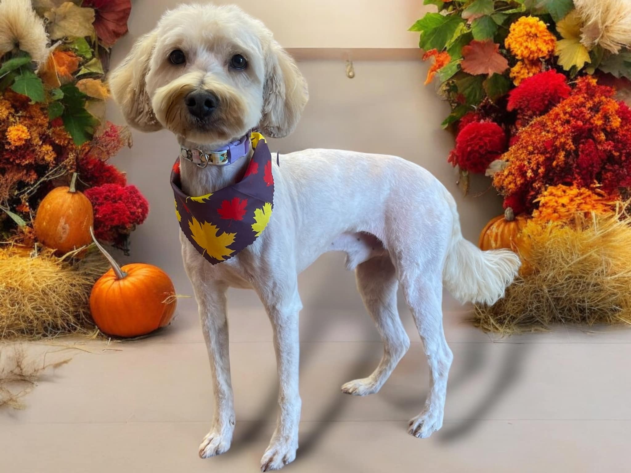 Anderson, an adoptable Goldendoodle, Maltipoo in Sanford, NC, 27331 | Photo Image 1