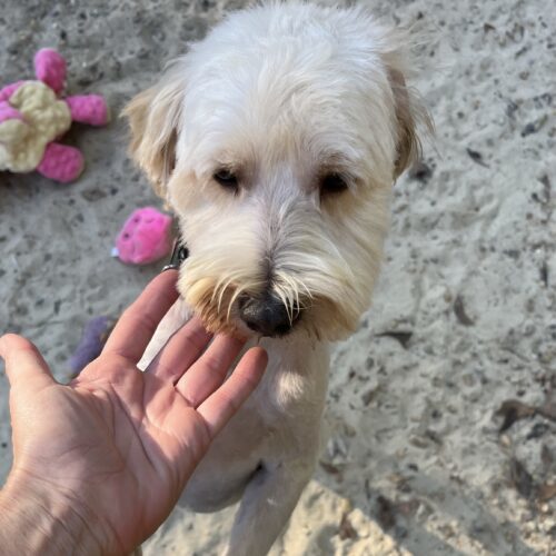 Anderson, an adoptable Goldendoodle, Maltipoo in Sanford, NC, 27331 | Photo Image 2