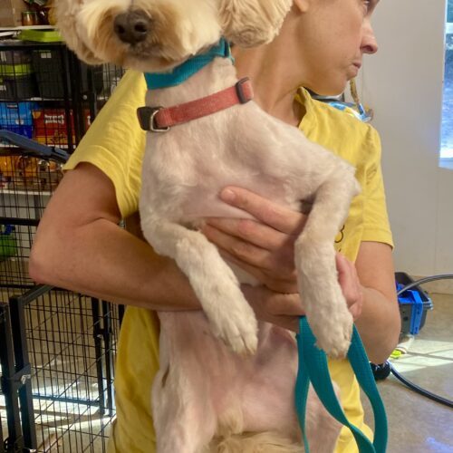 Anderson, an adoptable Goldendoodle, Maltipoo in Sanford, NC, 27331 | Photo Image 3