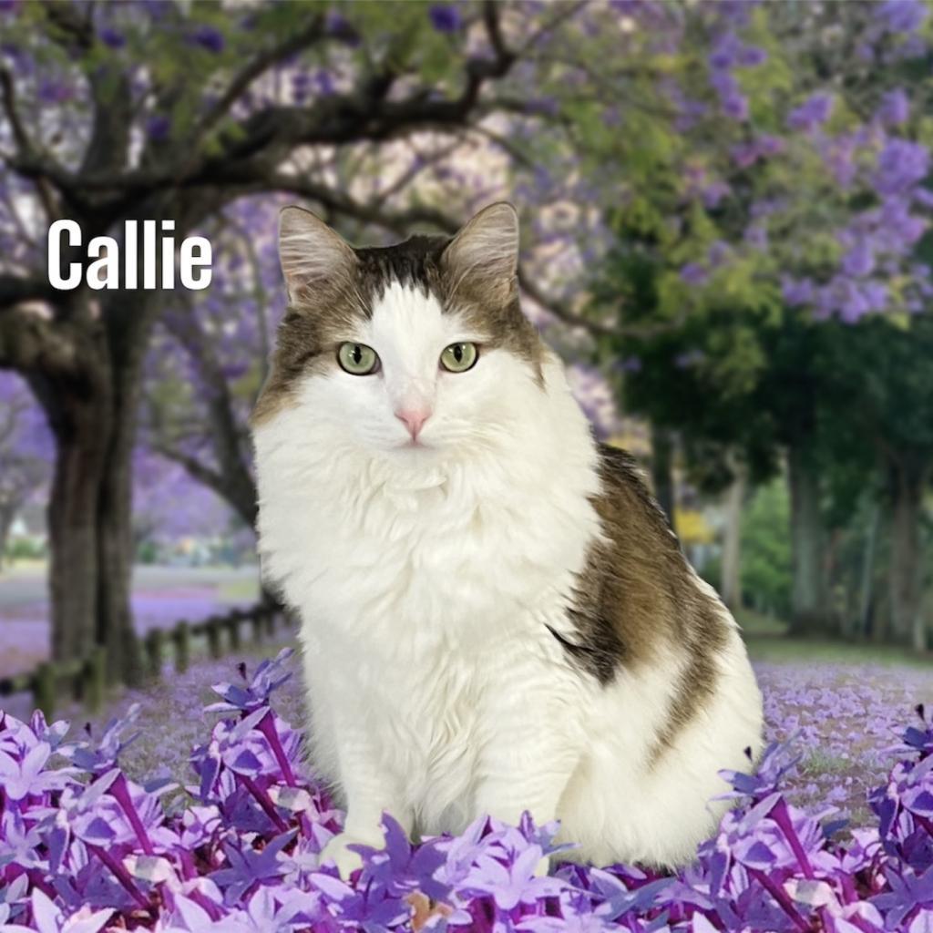 Callie