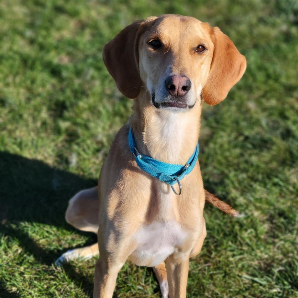 Edwin, an adoptable Hound, Saluki in Carroll, IA, 51401 | Photo Image 2