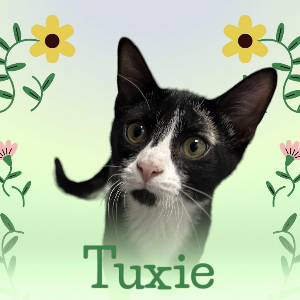 Tuxie