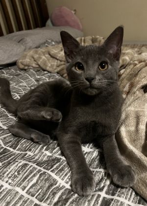 Bonded siblings: Summer and Gin, Baby Male Domestic Short Hair