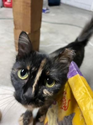 Fairy, Young Female Domestic Medium Hair