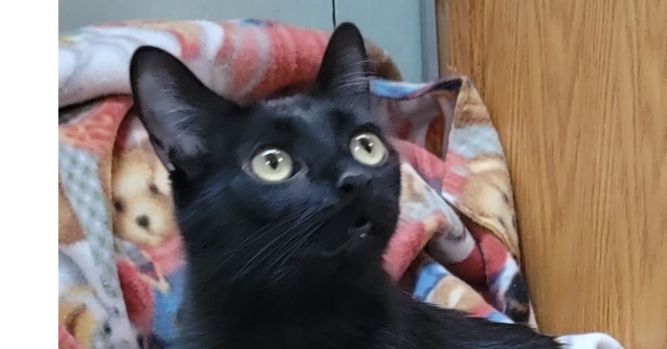 Rosie- Black Female- 1 1/2 year