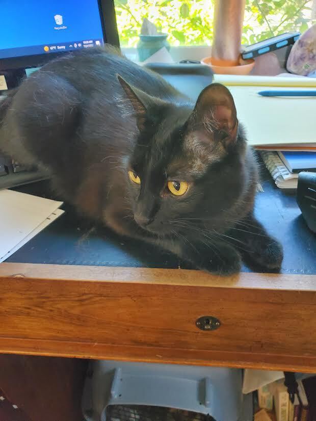 Rosie- Black Female- 1 1/2 year 2